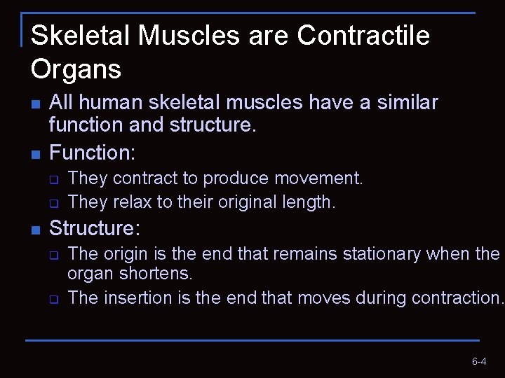 Skeletal Muscles are Contractile Organs n n All human skeletal muscles have a similar