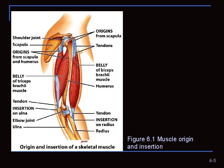 Figure 6. 1 Muscle origin and insertion 6 -5 