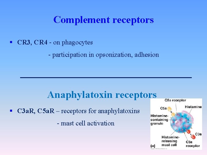 Complement receptors § CR 3, CR 4 - on phagocytes - participation in opsonization,