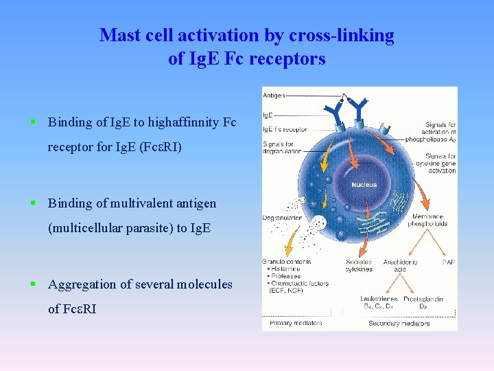 Mast cell activation by cross-linking of Ig. E Fc receptors § Binding of Ig.
