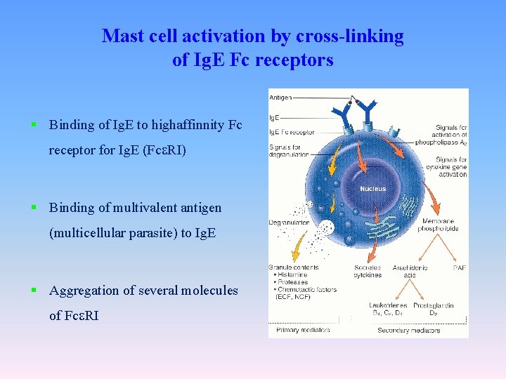 Mast cell activation by cross-linking of Ig. E Fc receptors § Binding of Ig.