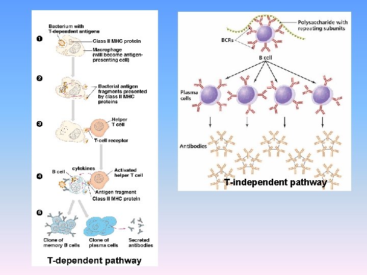 T-independent pathway 
