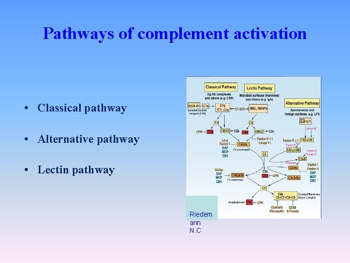 Pathways of complement activation • Classical pathway • Alternative pathway • Lectin pathway Riedem
