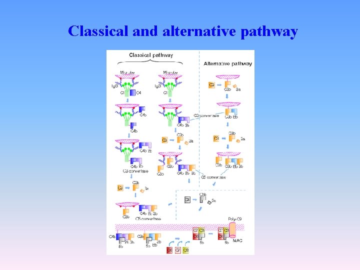 Classical and alternative pathway 