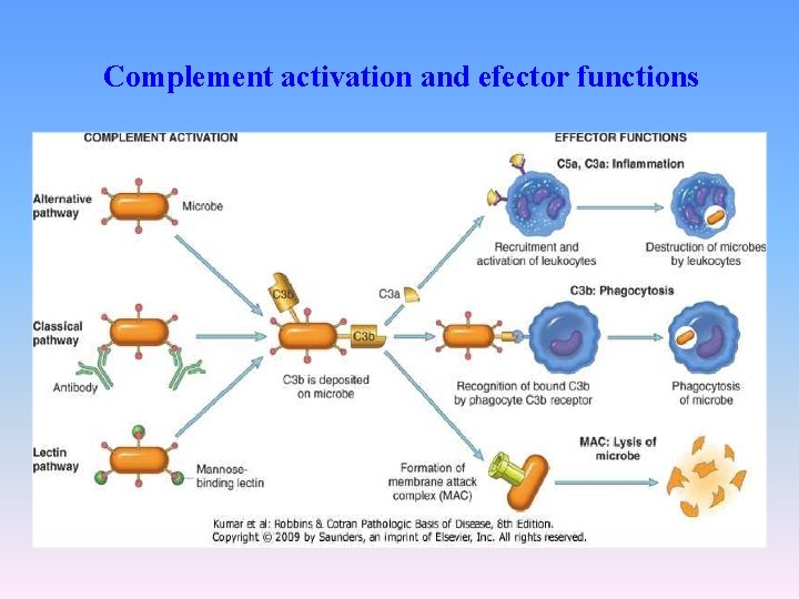 Complement activation and efector functions 