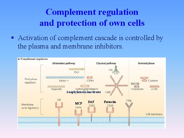 Complement regulation and protection of own cells § Activation of complement cascade is controlled