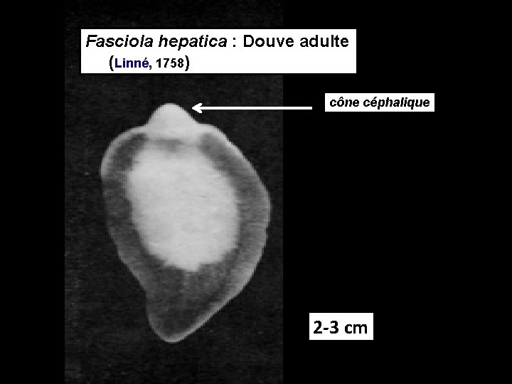 Fasciola hepatica : Douve adulte (Linné, 1758) cône céphalique 2 -3 cm 