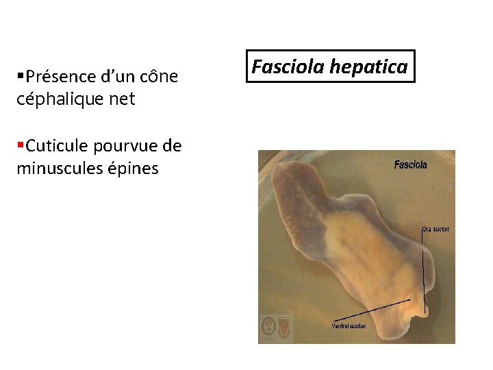 §Présence d’un cône céphalique net §Cuticule pourvue de minuscules épines Fasciola hepatica 