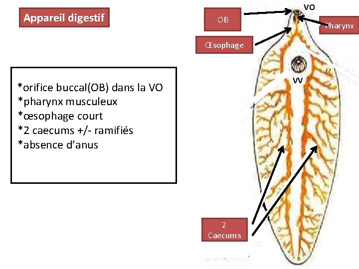 Appareil digestif VO OB Pharynx Œsophage VV *orifice buccal(OB) dans la VO *pharynx musculeux