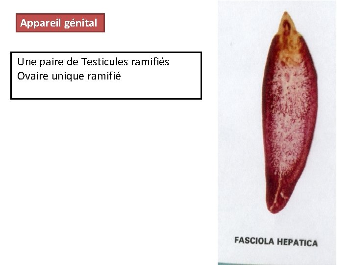 Appareil génital Une paire de Testicules ramifiés Ovaire unique ramifié 