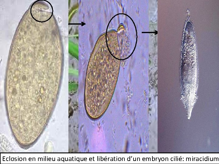 Eclosion en milieu aquatique et libération d’un embryon cilié: miracidium 