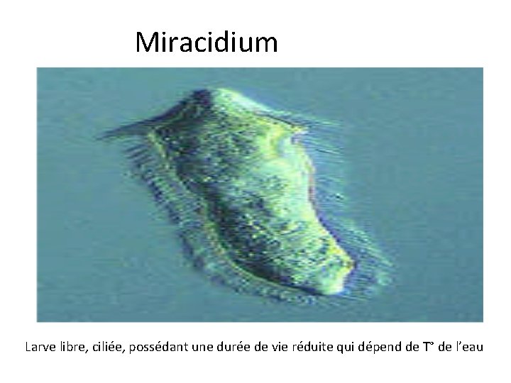 Miracidium Larve libre, ciliée, possédant une durée de vie réduite qui dépend de T°