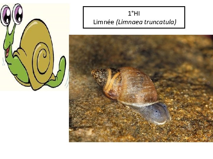 1°HI Limnée (Limnaea truncatula) 