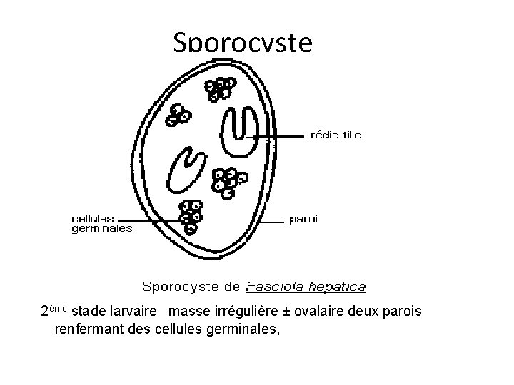 Sporocyste 2ème stade larvaire masse irrégulière ± ovalaire deux parois renfermant des cellules germinales,