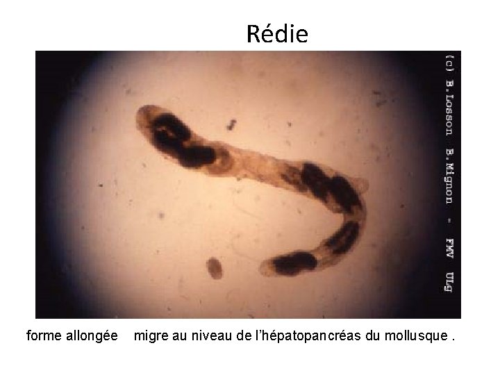 Rédie forme allongée migre au niveau de l’hépatopancréas du mollusque. 