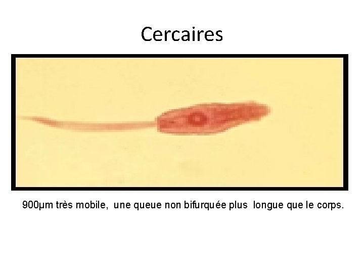 Cercaires 900µm très mobile, une queue non bifurquée plus longue que le corps. 