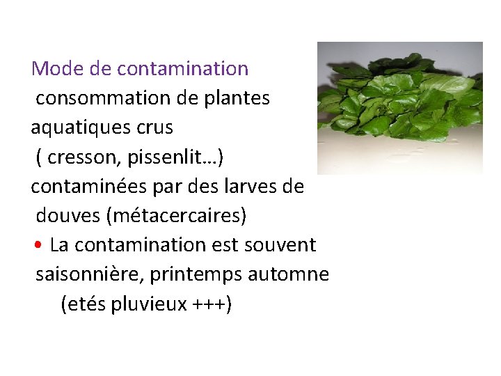 Mode de contamination consommation de plantes aquatiques crus ( cresson, pissenlit…) contaminées par des