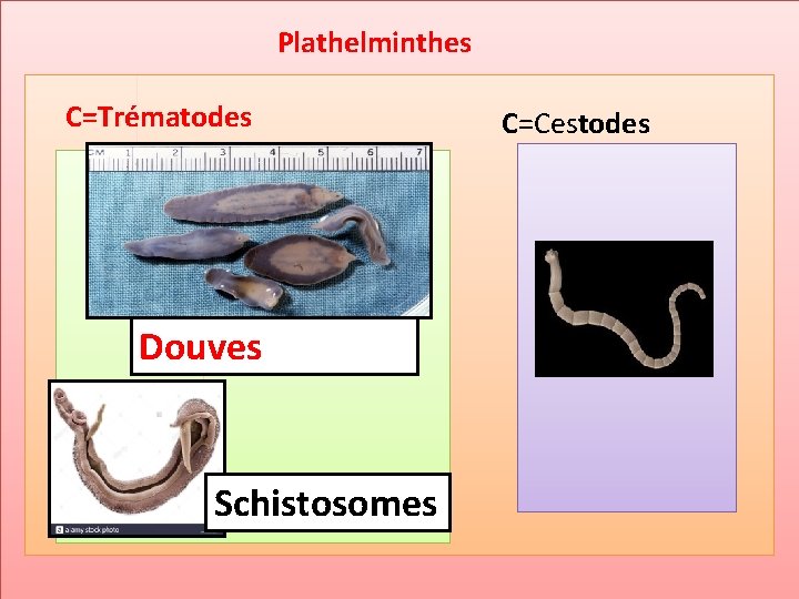 Plathelminthes C=Trématodes Douves Schistosomes C=Cestodes 