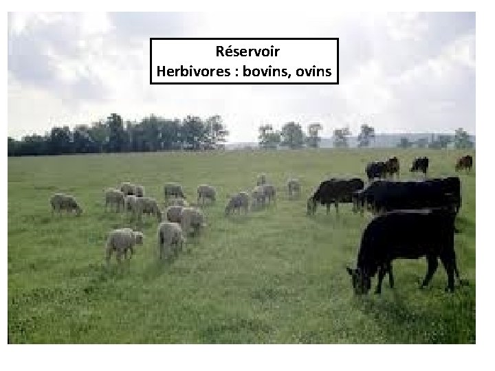 Réservoir Herbivores : bovins, ovins 