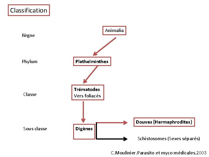 Classification Animalia Règne Phylum Classe Plathelminthes Trématodes Vers foliacés Douves (Hermaphrodites) Sous classe Digènes