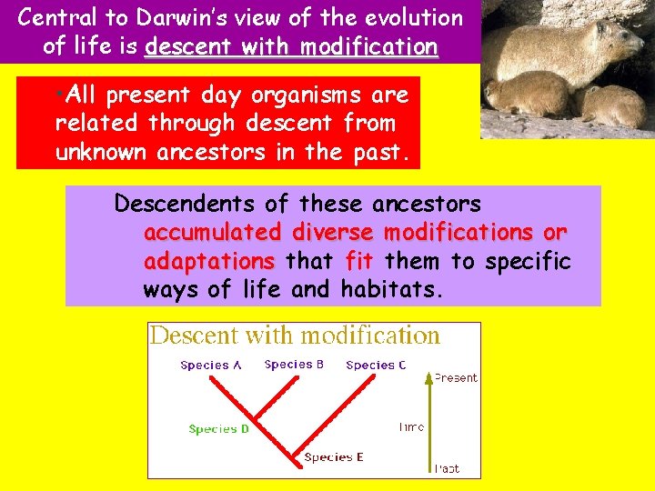 Descent With Modification A Darwinian View Of Life