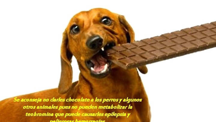 Se aconseja no darles chocolate a los perros y algunos otros animales pues no