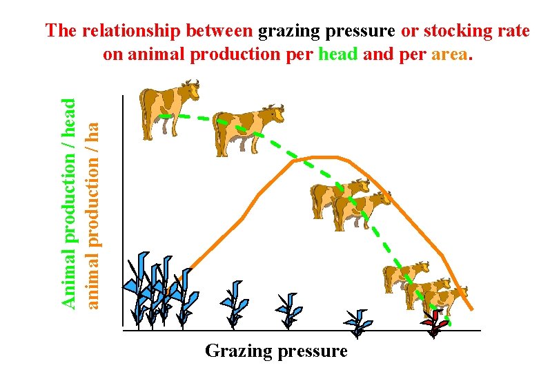 Animal production / head animal production / ha The relationship between grazing pressure or