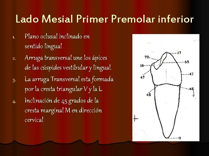 Lado Mesial Primer Premolar inferior Plano oclusal inclinado en sentido lingual. 2. Arruga transversal Lado Mesial Primer Premolar inferior Plano oclusal inclinado en sentido lingual. 2. Arruga transversal