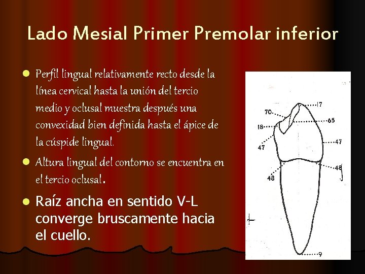 Lado Mesial Primer Premolar inferior l Perfil lingual relativamente recto desde la línea cervical Lado Mesial Primer Premolar inferior l Perfil lingual relativamente recto desde la línea cervical