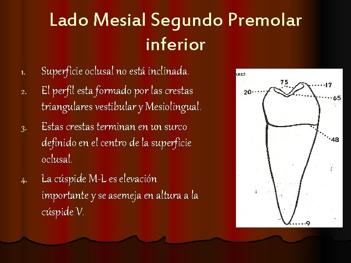 Lado Mesial Segundo Premolar inferior Superficie oclusal no está inclinada. 2. El perfil esta