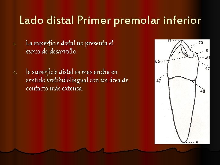 Lado distal Primer premolar inferior 1. La superficie distal no presenta el surco de