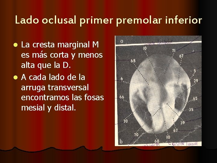 Lado oclusal primer premolar inferior La cresta marginal M es más corta y menos