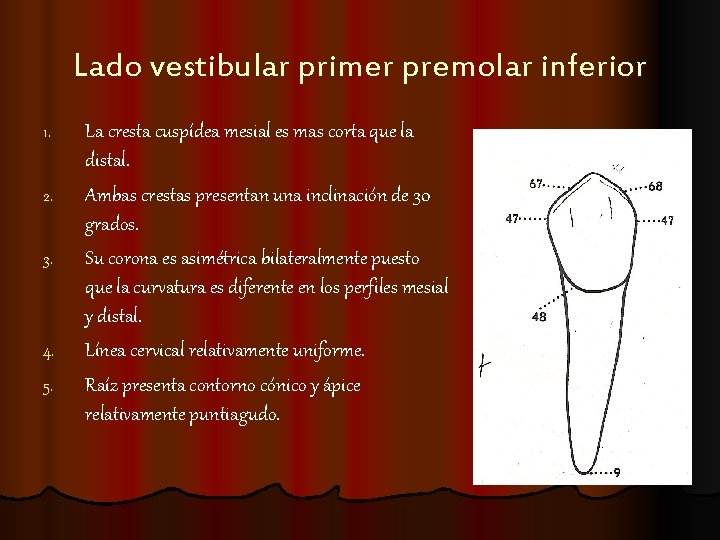 Lado vestibular primer premolar inferior 1. 2. 3. 4. 5. La cresta cuspídea mesial