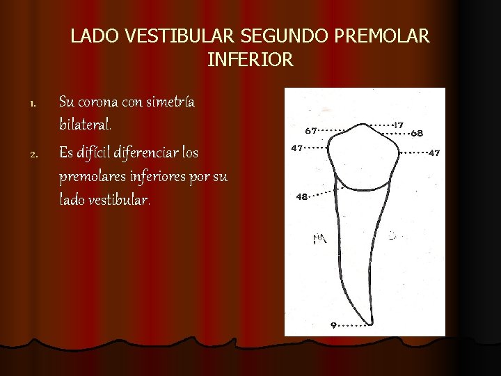 LADO VESTIBULAR SEGUNDO PREMOLAR INFERIOR 1. 2. Su corona con simetría bilateral. Es difícil