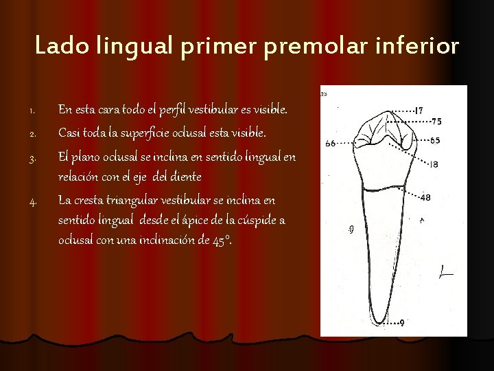 Lado lingual primer premolar inferior 1. 2. 3. 4. En esta cara todo el