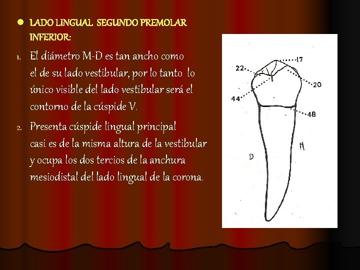 l LADO LINGUAL SEGUNDO PREMOLAR INFERIOR: El diámetro M-D es tan ancho como el