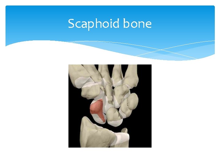 Scaphoid bone 