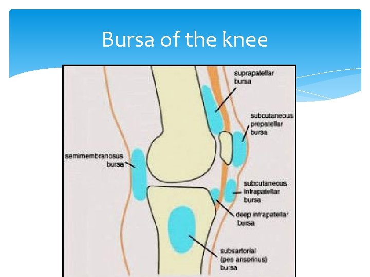 Bursa of the knee 