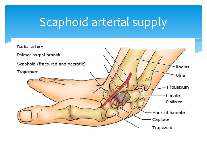 Scaphoid arterial supply 