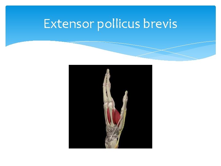 Extensor pollicus brevis 