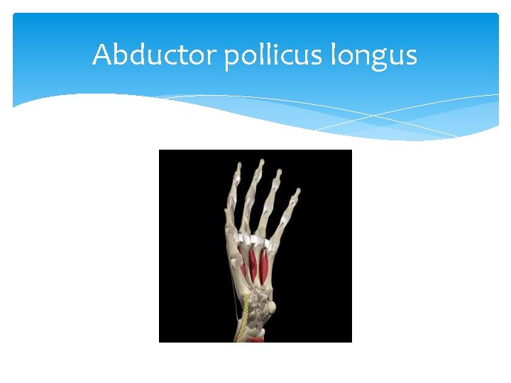 Abductor pollicus longus 
