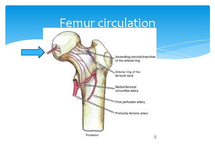 Femur circulation 