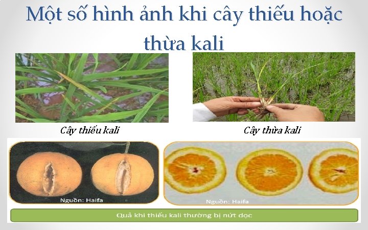 Một số hình ảnh khi cây thiếu hoặc thừa kali Cây thiếu kali Cây