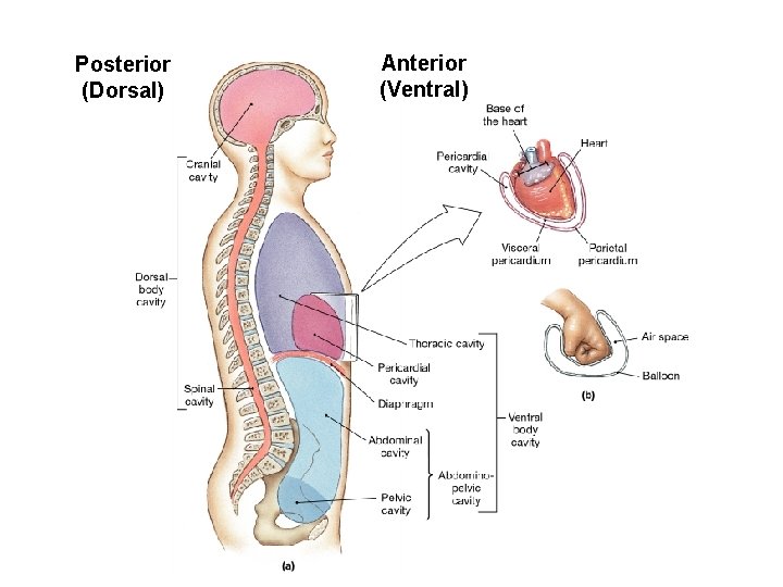 Posterior (Dorsal) Anterior (Ventral) 