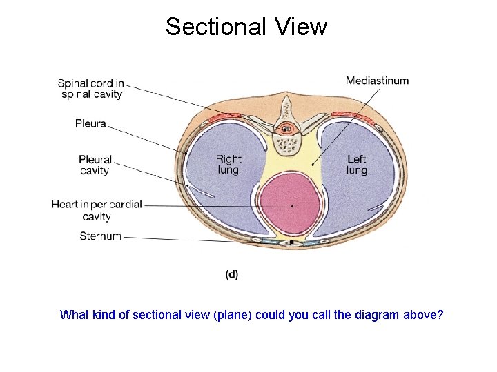 Sectional View What kind of sectional view (plane) could you call the diagram above?