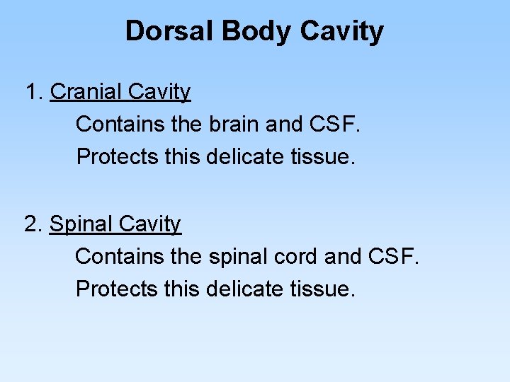 Dorsal Body Cavity 1. Cranial Cavity Contains the brain and CSF. Protects this delicate