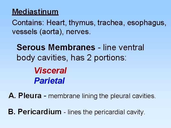 Mediastinum Contains: Heart, thymus, trachea, esophagus, vessels (aorta), nerves. Serous Membranes - line ventral