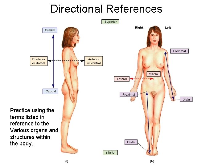 Directional References Practice using the terms listed in reference to the Various organs and