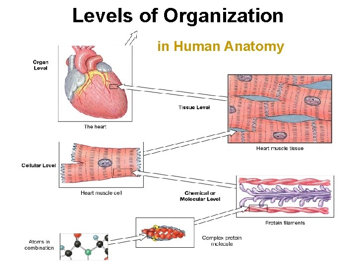 Levels of Organization in Human Anatomy 