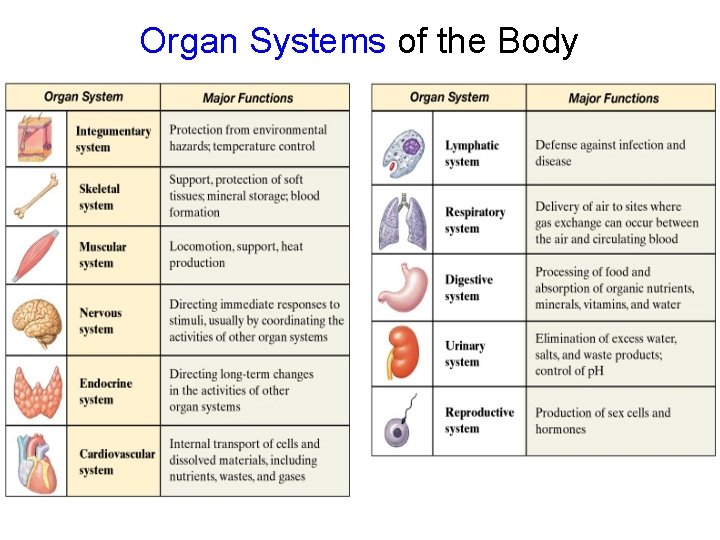 Organ Systems of the Body 